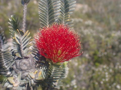 Melaleuca velutina