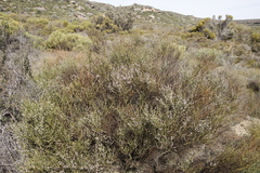 Muraltia spinosa