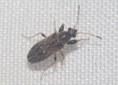 Pseudopachybrachius