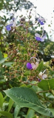 Rotheca myricoides