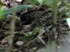 Turnix melanogaster