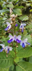 Rotheca myricoides