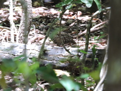 Turnix melanogaster