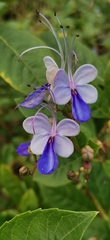 Rotheca myricoides