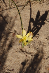 Moraea nana