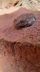 Poyntonophrynus fenoulheti