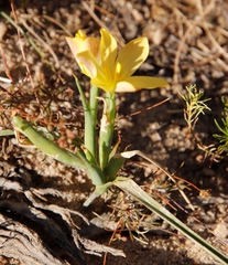 Moraea nana