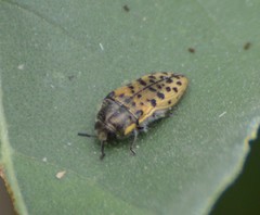 Acmaeodera princeps