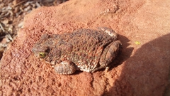 Poyntonophrynus fenoulheti