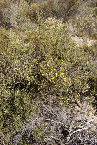 Image of Cullumia rigida by (c) Tony Rebelo, some rights reserved (CC BY-SA)