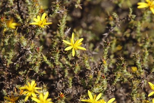 Alpine Snakethistle (Cullumia rigida)