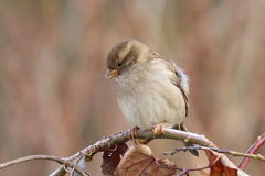 Passer domesticus