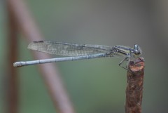 Argia translata