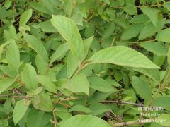 Callicarpa tikusikensis