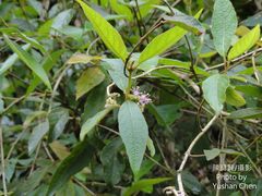 Callicarpa tikusikensis