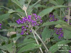 Callicarpa tikusikensis