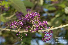 Callicarpa tikusikensis