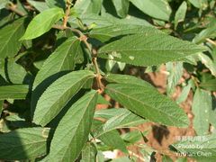 Callicarpa tikusikensis
