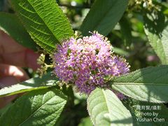 Callicarpa tikusikensis