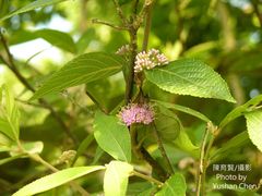 Callicarpa tikusikensis