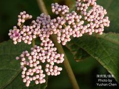 Callicarpa tikusikensis