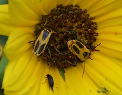 Chauliognathus scutellaris