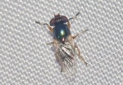 Physiphora clausa