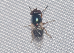 Physiphora clausa