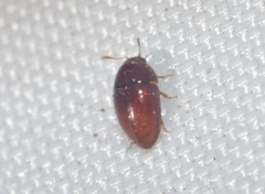 Xanthocomus rutilans