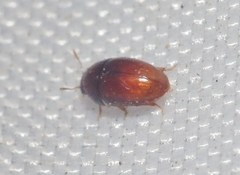 Xanthocomus rutilans