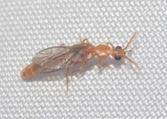 Paraptorthodius mirabilis
