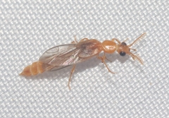 Paraptorthodius mirabilis
