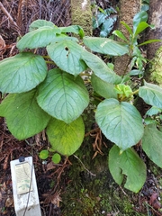 Cyrtandra platyphylla