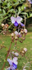 Rotheca myricoides