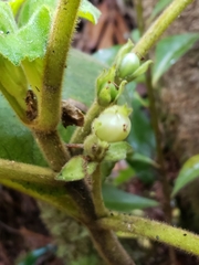 Cyrtandra platyphylla