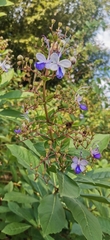 Rotheca myricoides