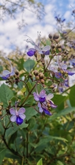 Rotheca myricoides