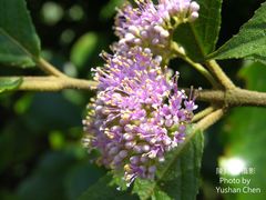 Callicarpa tikusikensis