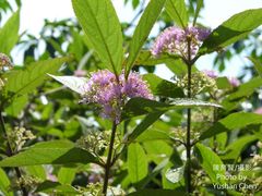 Callicarpa tikusikensis