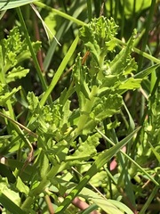 Centipeda cunninghamii
