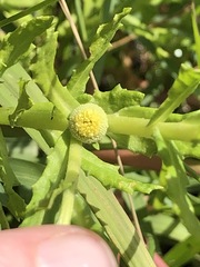 Centipeda cunninghamii