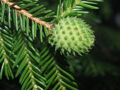 Pineus orientalis