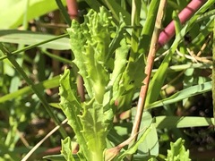 Centipeda cunninghamii