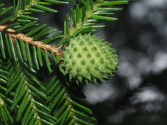 Pineus orientalis