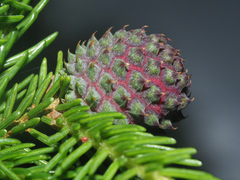 Pineus orientalis
