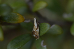 Mnesarchella