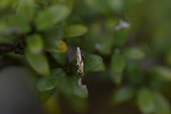 Mnesarchella