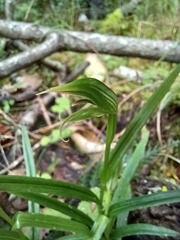 Pterostylis porrecta