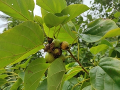 Cordia subcordata