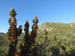 Hakea victoria